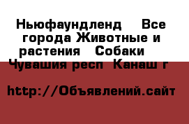 Ньюфаундленд  - Все города Животные и растения » Собаки   . Чувашия респ.,Канаш г.